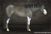 Horse Color:Grullo Sabino 