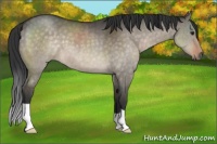 Horse Color:Brown Dun 