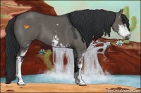 Horse Color:Grullo Sabino 
