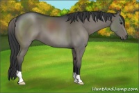 Horse Color:Grullo 