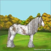 Horse Color:White Spotted Silver Black