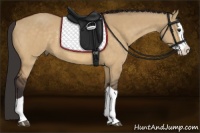 Horse Color:Buckskin Dun Splash Rabicano 