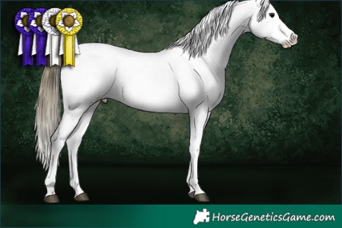 Horse Color:White Spotted Buckskin Appaloosa 