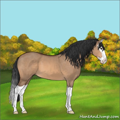Horse Color:Brown Dun Splash