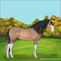 Horse Color:Brown Dun Splash