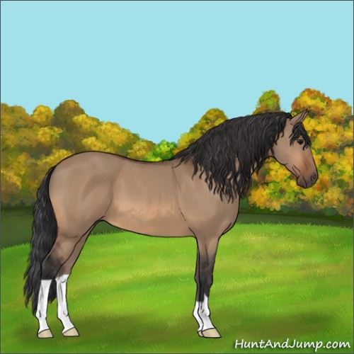 Horse Color:Bay Dun