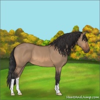 Horse Color:Bay Dun 