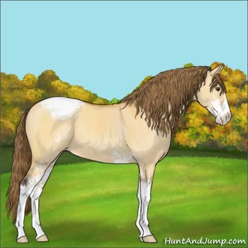 Horse Color:Buckskin Dun Sabino Appaloosa 