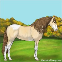Horse Color:Buckskin Dun Sabino Appaloosa 