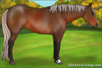 Horse Color:Gray Silver Bay Sabino 