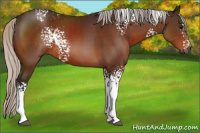 Horse Color:Gray White Spotted Silver Bay Sabino 