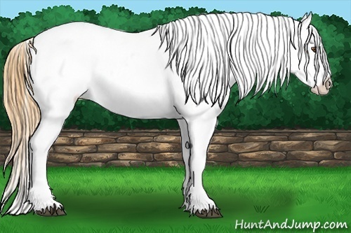 Horse Color:Buckskin Roan Dun Appaloosa 