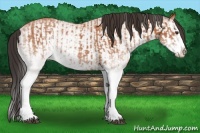 Horse Color:White Spotted Bay Splash  and White Spotted Bay Splash 