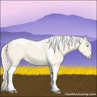 Horse Color:Cremello Dun Tobiano 