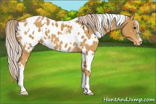 Horse Color:White Spotted Palomino Appaloosa
