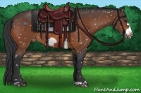 Horse Color:Bay Frame Appaloosa 