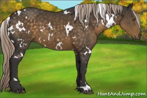 Horse Color:White Spotted Chocolate Palomino