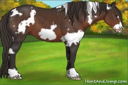 Horse Color:White Spotted Liver Chestnut Frame 