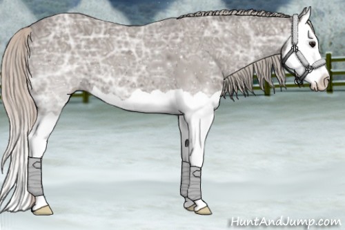 Horse Color:Silver Black Ice Splash