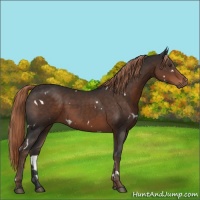 Horse Color:White Spotted Liver Chestnut 