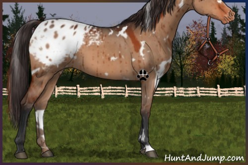 Horse Color:White Spotted Brown Dun Appaloosa Brindle 