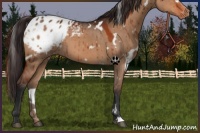 Horse Color:White Spotted Brown Dun Appaloosa Brindle 