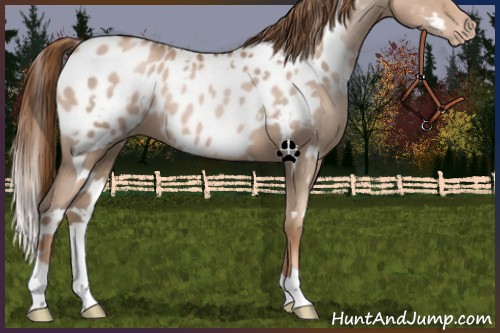 Horse Color:White Spotted Liver Chestnut Snowdrop Pearl Near Leopard