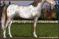 Horse Color:White Spotted Liver Chestnut Pearl Appaloosa