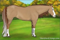 Horse Color:Red Dun Splash 