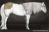 Horse Color:Silver Smoky Black Splash