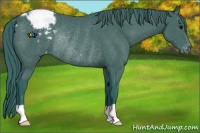 Horse Color:Watercolor Black Appaloosa Rabicano 