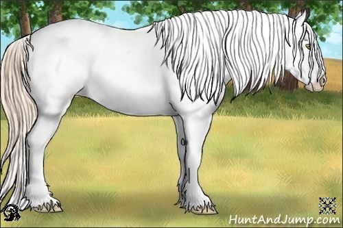 Horse Color:Gold Champagne Splash Appaloosa 