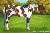 Horse Color:White Spotted Brown 