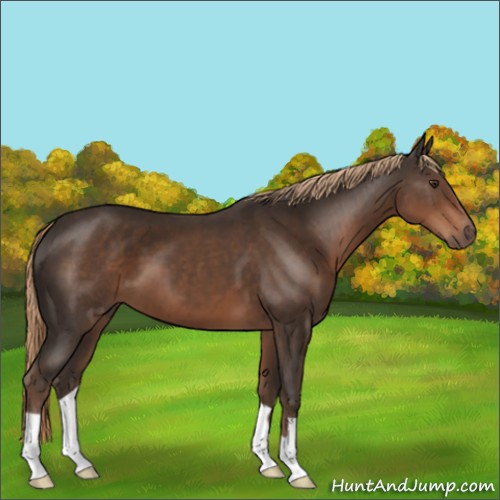 Horse Color:Liver Chestnut 