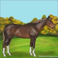 Horse Color:Liver Chestnut 