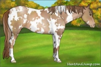 Horse Color:White Spotted Liver Chestnut Pearl 