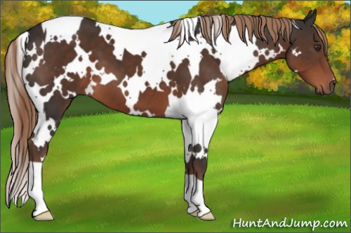 Horse Color:White Spotted Liver Chestnut