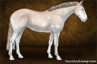 Horse Color:Gold Champagne Sabino Splash 