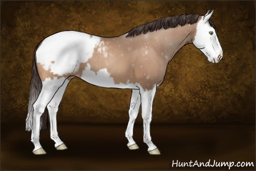 Horse Color:Sable Champagne Splash Appaloosa 