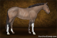 Horse Color:Brown Dun Appaloosa Rabicano 