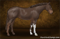 Horse Color:Liver Chestnut 