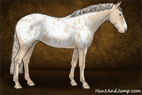 Horse Color:Palomino Pearl Appaloosa