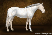 Horse Color:Gold Cream Champagne Pearl Appaloosa