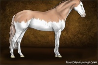 Horse Color:Gold Champagne Sabino Splash