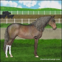 Horse Color:Liver Chestnut Mushroom 