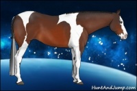 Horse Color:Bay Splash Tobiano