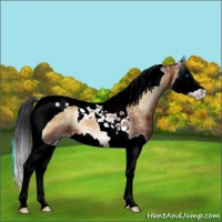 Horse Color:Bay Ice Onyx Splash Tobiano 