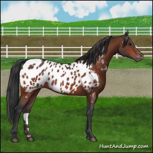 Horse Color:Bay Appaloosa 