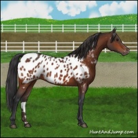 Horse Color:Bay Appaloosa 