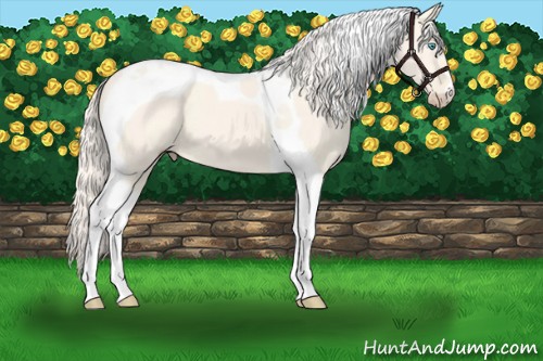 Horse Color:Cremello Dun Tobiano 
